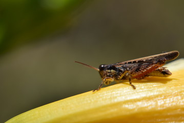 Saltamontes