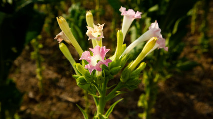 Tobacco flowers with wide leaves