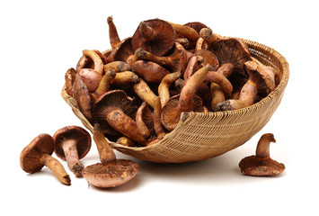 boletus mushrooms on white background