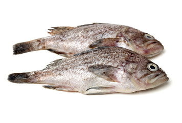 Fresh Grouper on white background