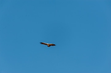 A White-headed vulture -Trigonoceps occipitalis- circling over Etosha National Park, Namibia.
