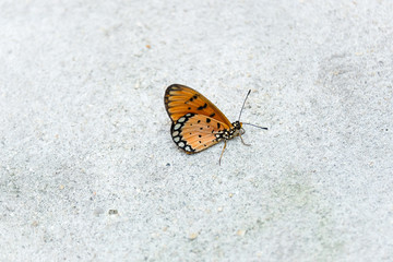 Naklejka na ściany i meble A butterfly with orange wings resting on the concrete wall in a closeup portrait