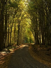 a tunnel of trees in the forest