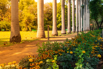 Yellow flowers and a row of palm trees near a path on a sunny morning at Lodhi Garden, Delhi, India.