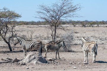 Fototapeta na wymiar A group of Burchell's Plains zebra -Equus quagga burchelli- standing close to each other on the plains of Etosha National Park, Namibia.