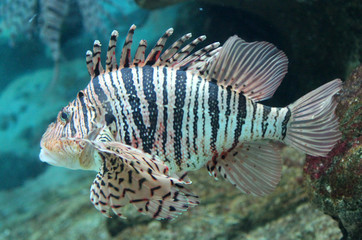 ハナミノカサゴ