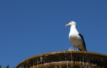 A seagull standing in a fountain under blue clear sky.  Sausalito, California