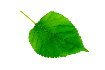 Fototapeta premium one leaf of red and black Mulberry 