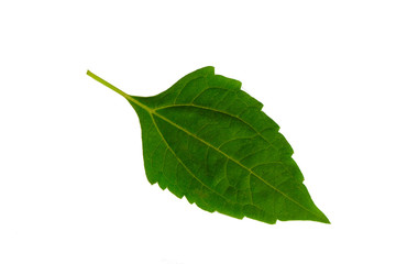 Bitter bush or Siam weed from Thailand