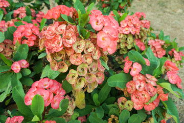Crown-of-thorns Many pink flowers are in the pot.