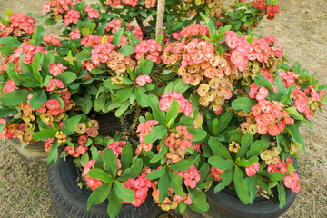 Crown-of-thorns Many pink flowers are in the pot.