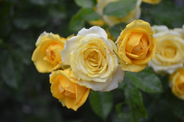 Beautiful Blooming Flower in Garden