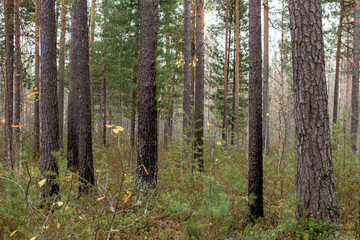 Wildlife, northern taiga.