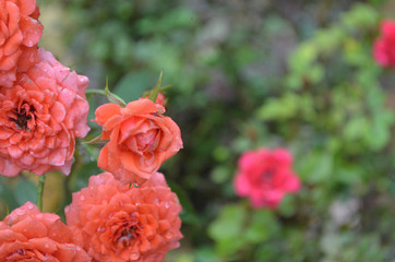 Beautiful Blooming Flower in Garden