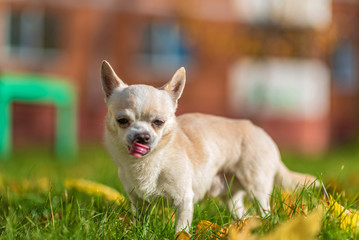 Chihuahua runs in the city on the grass.