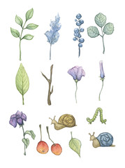 plants flowers set branches leafs watercolor illustration