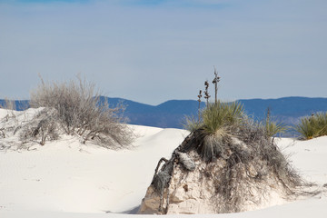 Plants Create Pedestals to Anchor Themselves Against the Constantly-Changing Landscape of the Chihuahuan Desert 