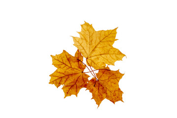 Maple leaves on an isolated white background