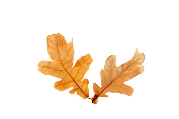 Oak leaves on an isolated white background