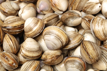 Close up of fresh Clams background