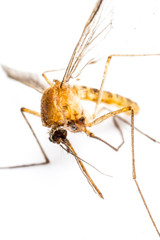 곤충, 모기, 매크로, 거미, 고립시키는, animal, 버그, 백, 네이처, 말라리아, 근접, 해충, 모기, 블러드, 거미강, 갈색, 뎅기열, 근접, 근접, 흰색 배경, 침, 날다, 다리, 날개