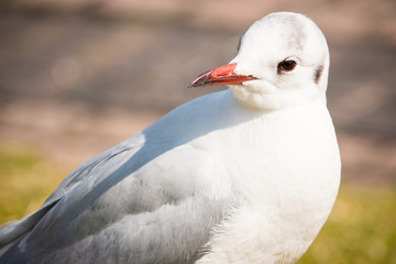 Hooded gull