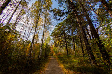 Autumn landscapes from the city park