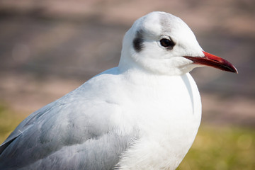 Hooded gull