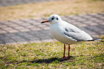 Hooded gull