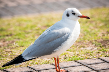 Obraz premium Hooded gull