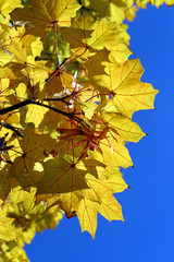 Ahornblätter im Herbst