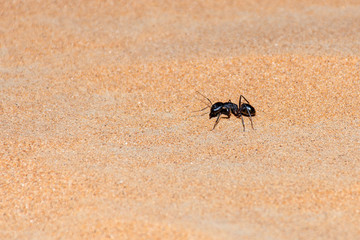 Giant Ant (Camponotus xerxes), a black night time creature, running along the sand dunes in the United Arab Emirates at night.