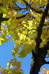 Ahornblätter im Herbst