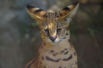 大きな猫　サーバル