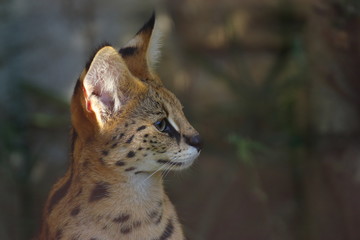大きな猫　サーバル