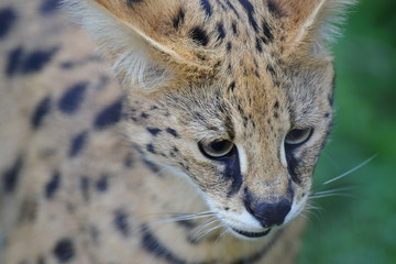 大きな猫　サーバル