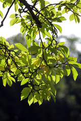 Tulpenmagnolie