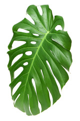 Big green leaf of Monstera plant on white background