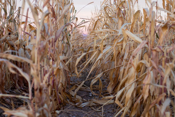 Fototapeta premium Corn Row