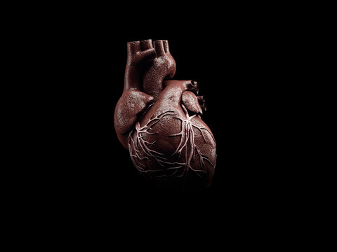 3d Illustration of Anatomy of Human Heart Isolated on black