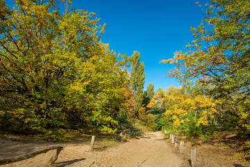 Naklejka premium Herbstliche Farbenpracht säumt den Spazierweg an der Binnendüne 