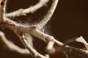 Branch of a tree affected by Spider mite, Tetranychus urticae .