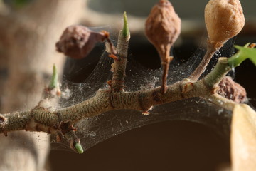 Branch of a tree affected by Spider mite, Tetranychus urticae.