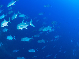 Fototapeta premium パラオ_ペリリュー_スキューバダイビング