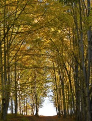 Fototapeta premium leśna droga przez zielony las