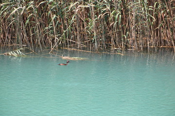 Ente im Fluss Manavgat 