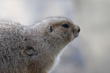 オグロプレーリードッグ