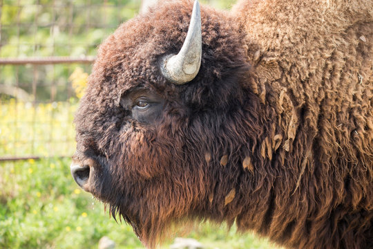 72 件の最適な アメリカバイソン 画像 ストック写真 ベクター Adobe Stock