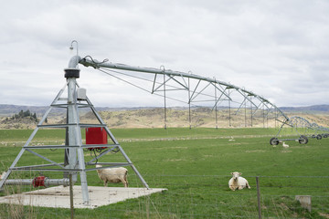 Fototapeta na wymiar Dairy farm irrigation system or watering system.Large water sprinkler system in dairy farm.