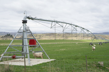 Dairy farm irrigation system or watering system.Large water sprinkler system in dairy farm.